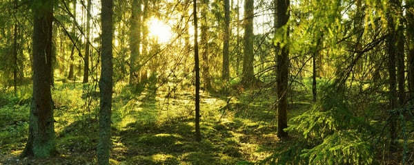 Boreala skogsväxter tar upp organiskt kväve