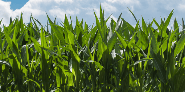 Why textbook nitrogen cycles are outdated: organic nitrogen discovery