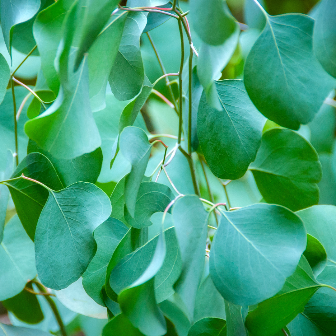 eucalyptus