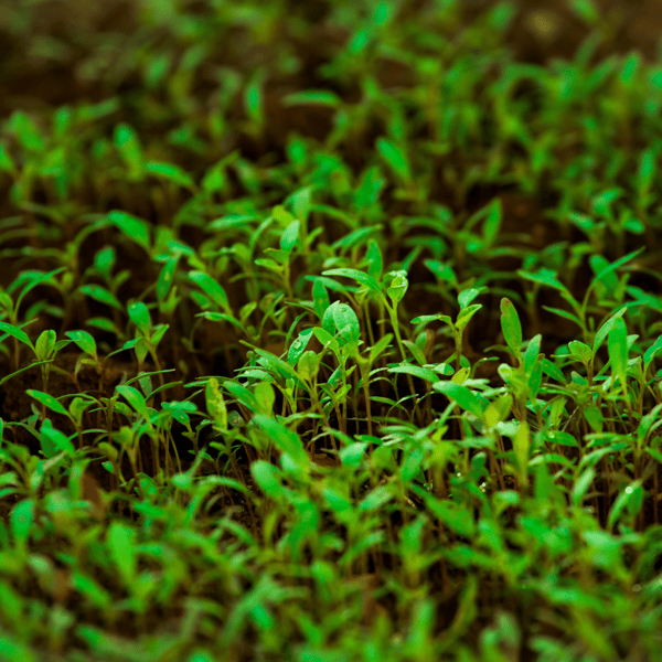 How does organic nitrogen fight against land degradation?