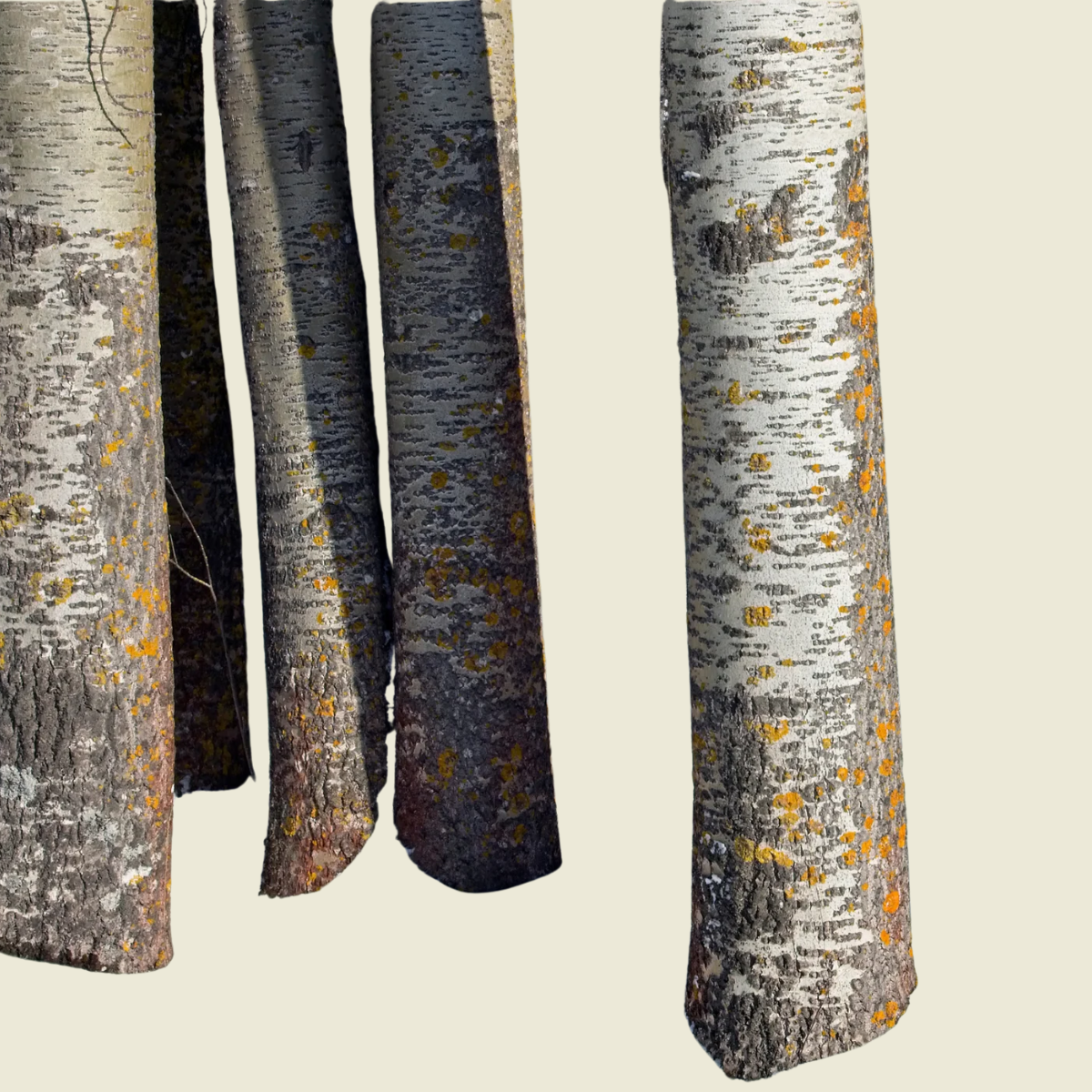 <span id="hs_cos_wrapper_name" class="hs_cos_wrapper hs_cos_wrapper_meta_field hs_cos_wrapper_type_text" style="" data-hs-cos-general-type="meta_field" data-hs-cos-type="text" >Poplar’s hidden advantage: how Populus trees use organic nitrogen to thrive</span>