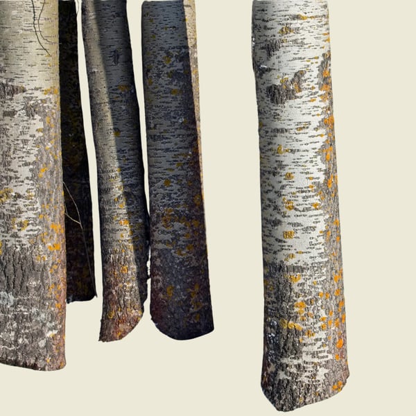 Poppelns fördel: hur poppelträd använder organiskt kväve för att trivas