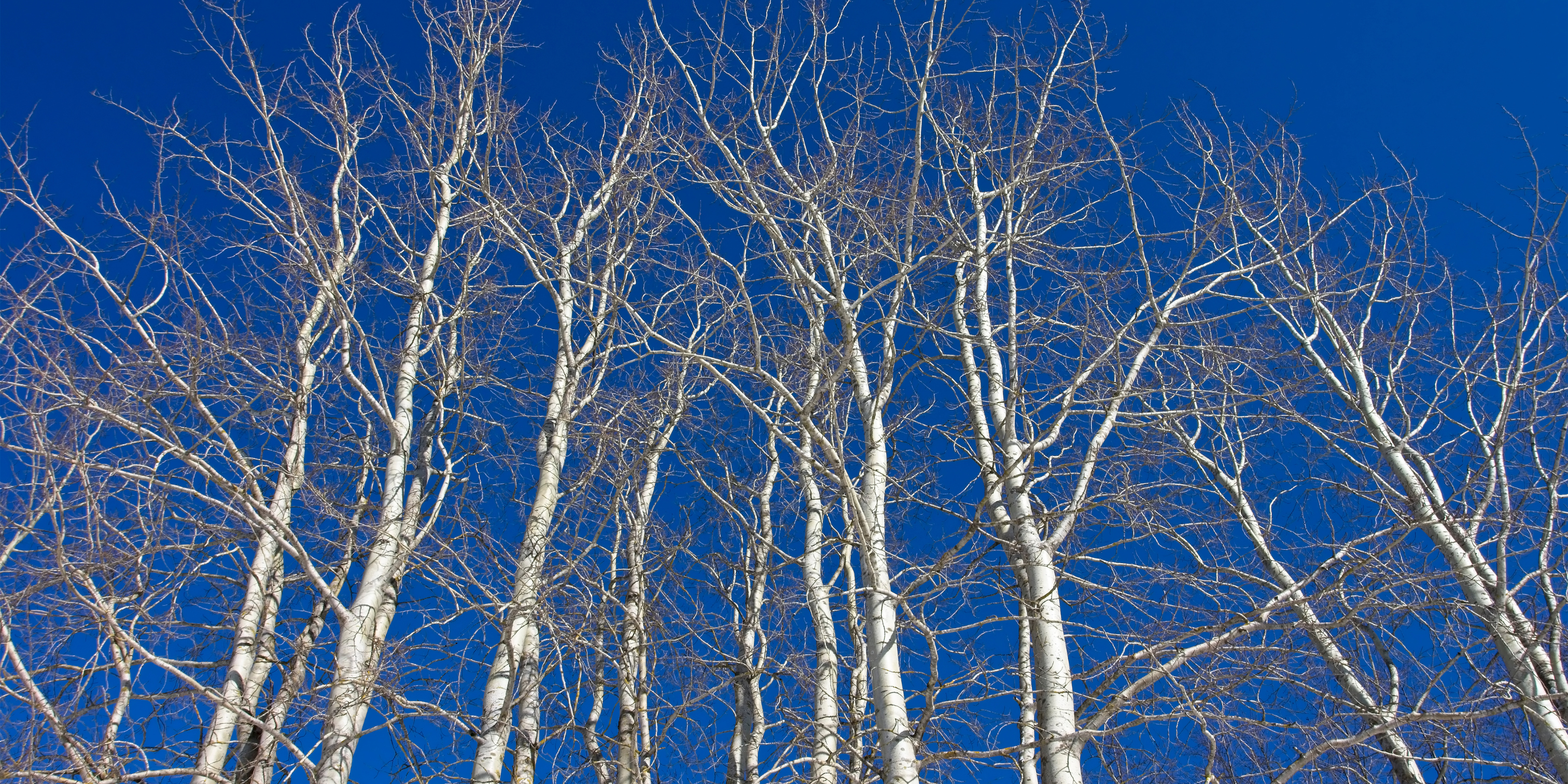 populus aspen finland 2