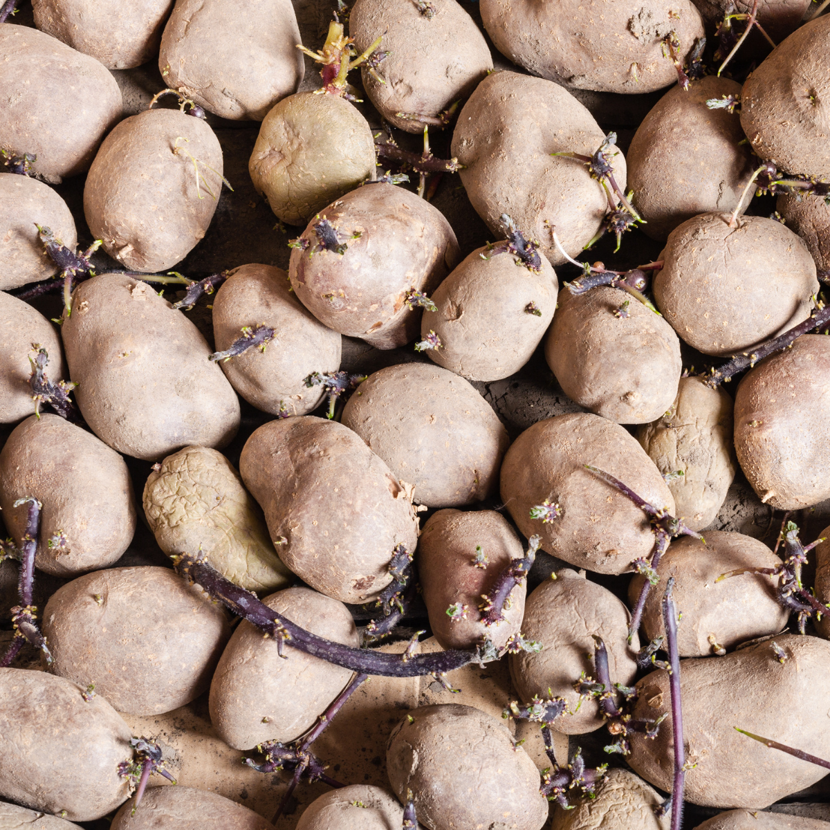 seeding potato