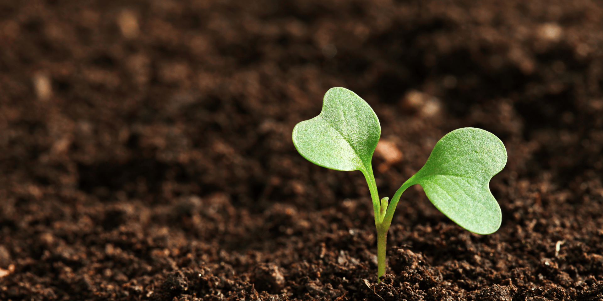 <span id="hs_cos_wrapper_name" class="hs_cos_wrapper hs_cos_wrapper_meta_field hs_cos_wrapper_type_text" style="" data-hs-cos-general-type="meta_field" data-hs-cos-type="text" >Soil degradation: causes, consequences, and solutions</span>