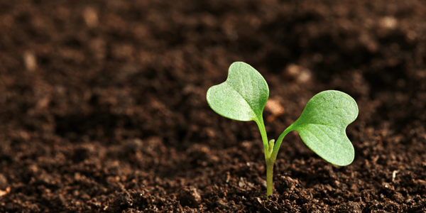 Soil degradation: causes, consequences, and solutions