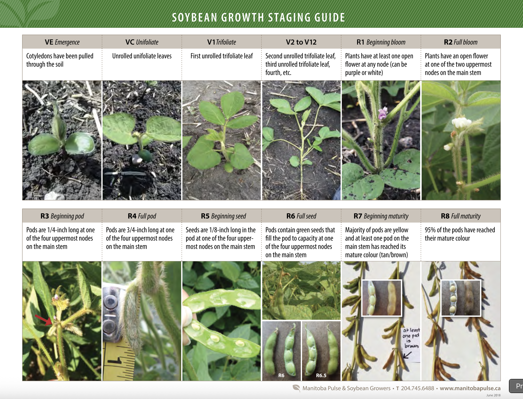 soybean-growth-stages-guide-with-real-plant-photos