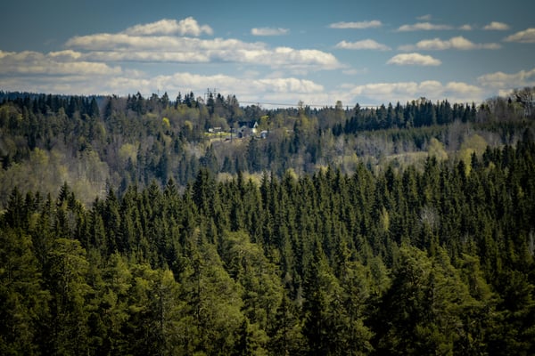 Top tree nurseries: The backbone of future forests