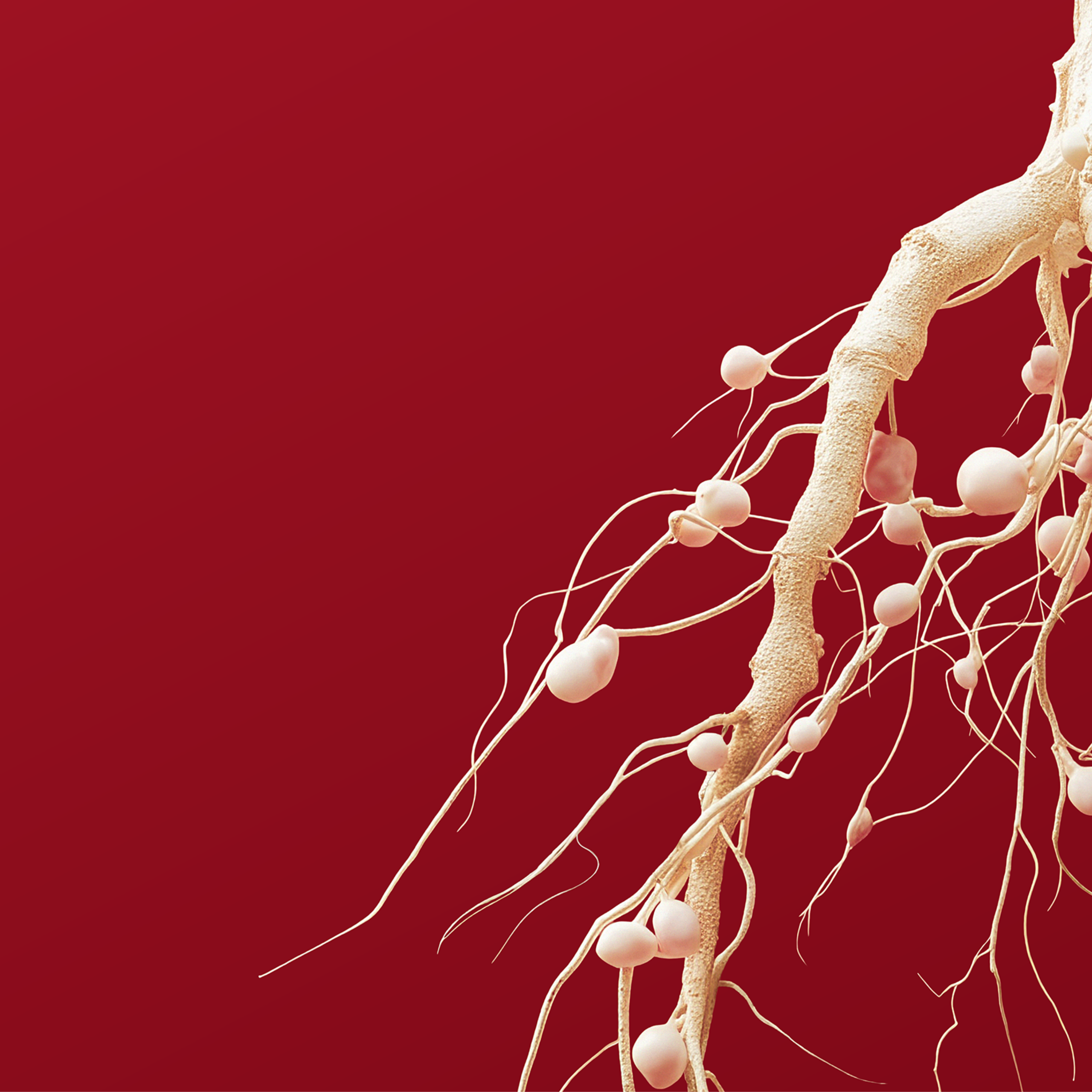 Arginex och effektivt näringsupptag: Fält-, mark- och miljöpåverkan