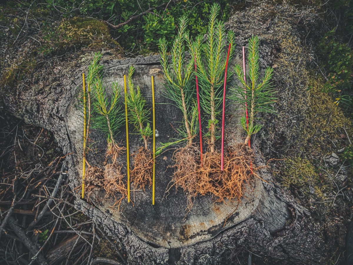 Timos plantor fortsätter att växa snabbare efter fem år - Arevo arGrow