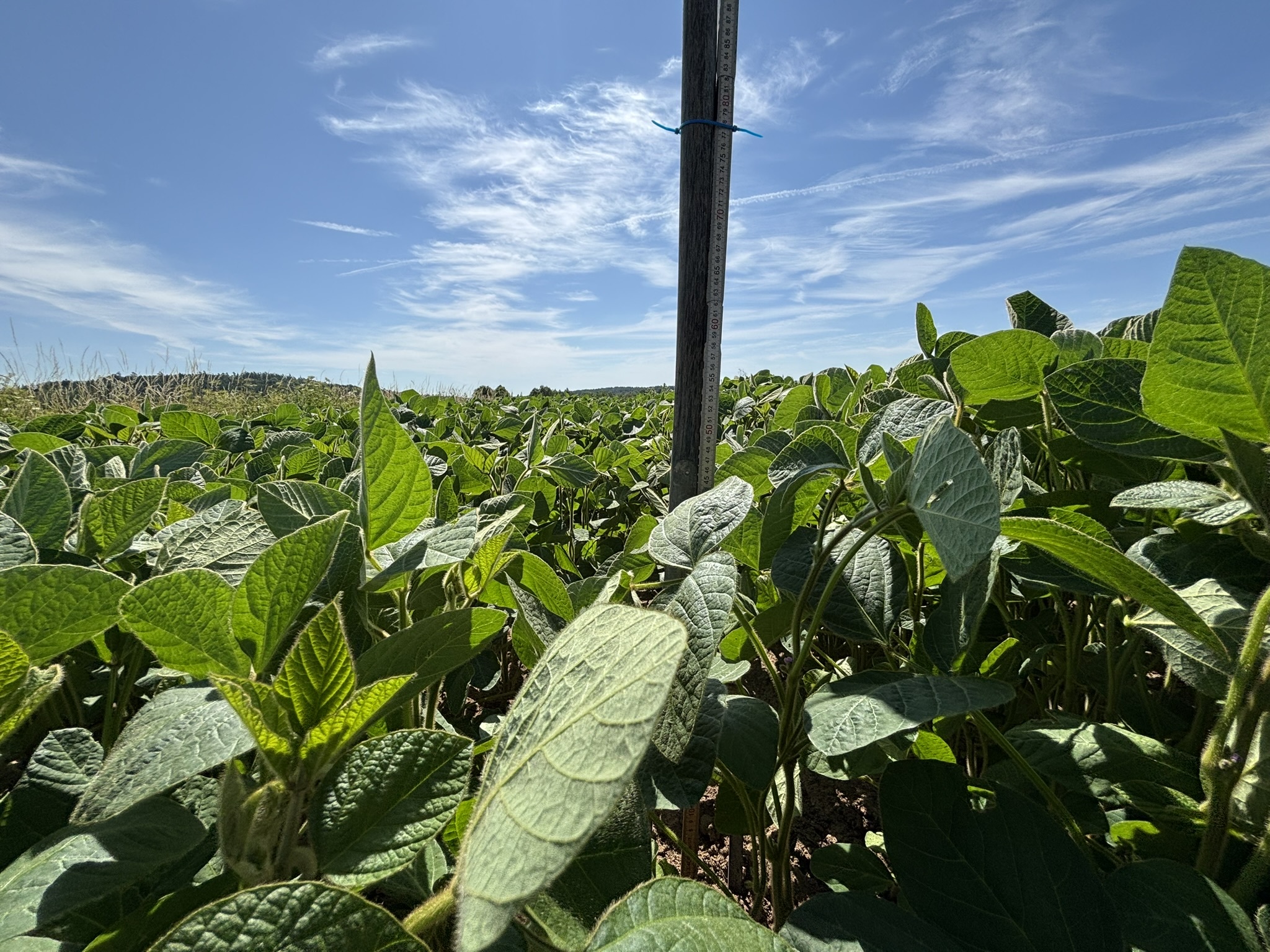 Soybean plant growth stages: Understand to optimize yields