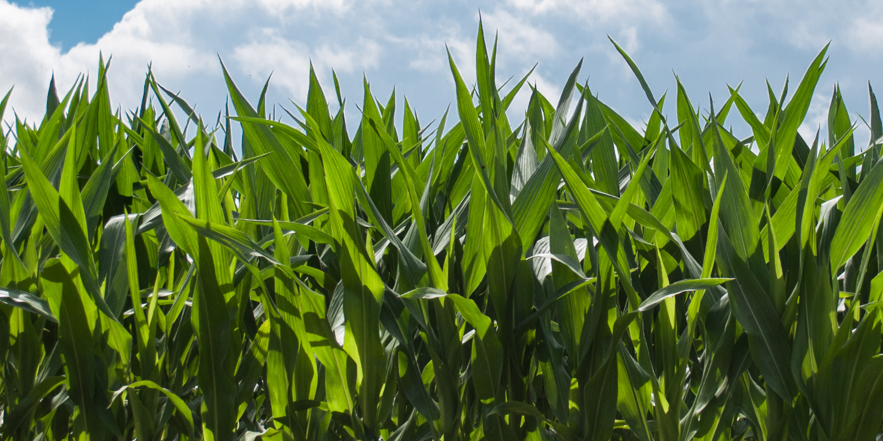 Why textbook nitrogen cycles are outdated: organic nitrogen discovery