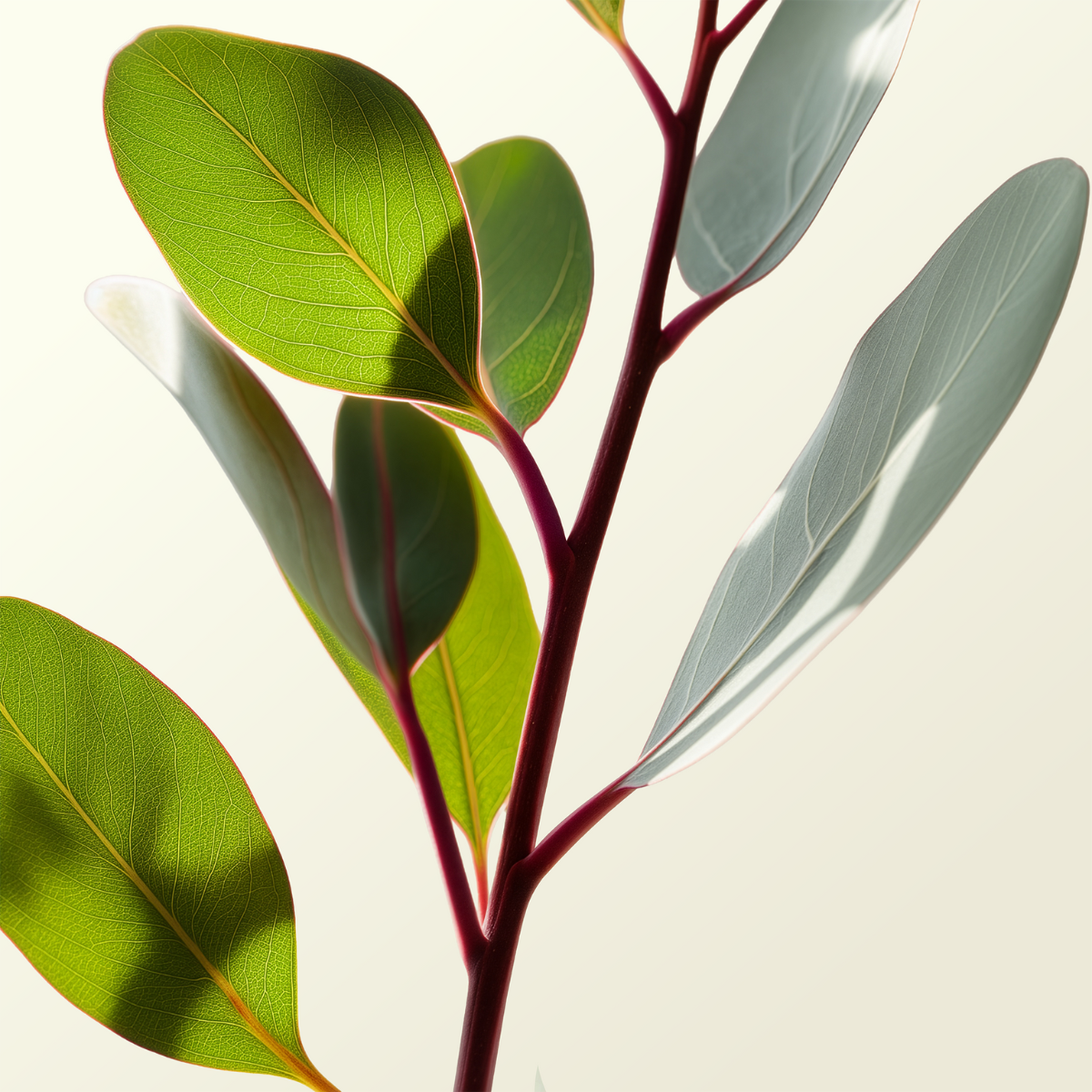 Eukalyptus och organiskt kväveupptag: Påskyndar tidig tillväxt genom effektivitet i rotzonen