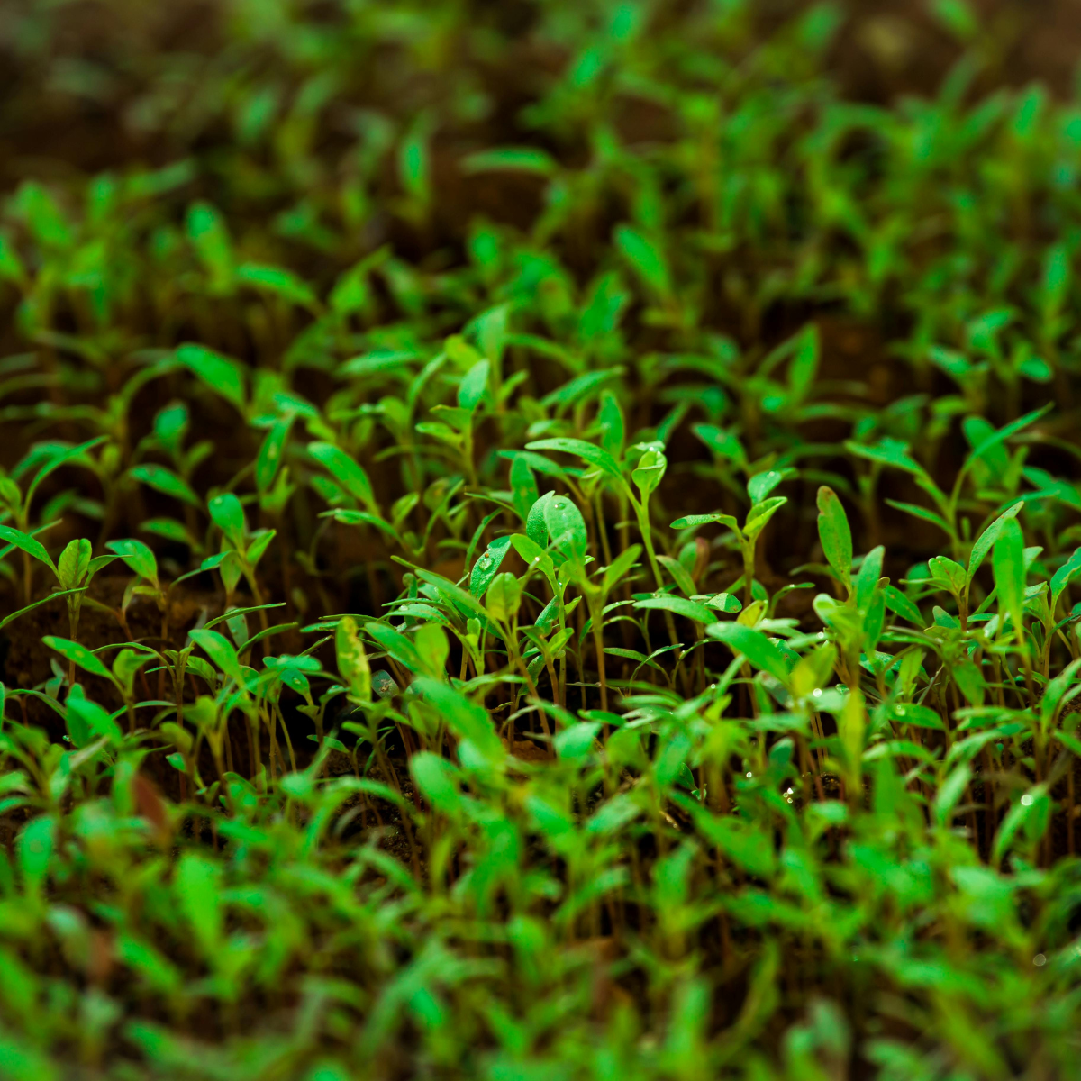How does organic nitrogen fight against land degradation?