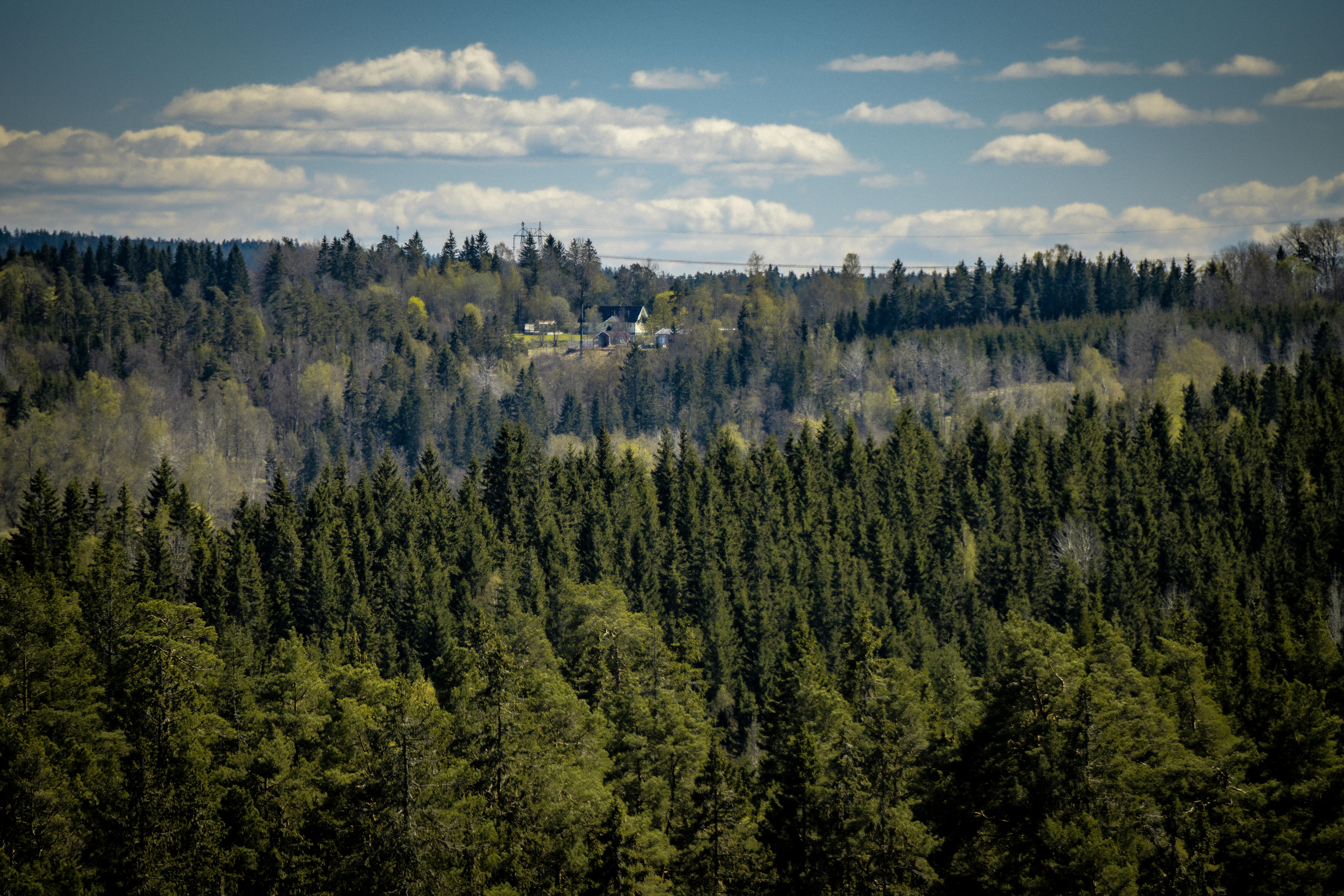 Top tree nurseries: The backbone of future forests